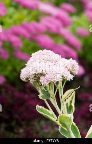 Hylotelephium 'Frosty Morn'. Sedum erythrostictum 'Frosty Morn' im Garten. Stockfoto