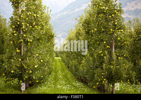 Viele Apfelbäume mit frische und Reife grüne Äpfel, in Reihen in einem landwirtschaftlichen Obstgarten angeordnet. Stockfoto