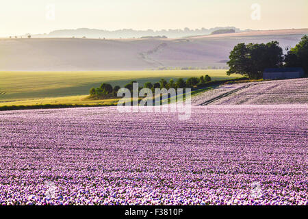 Sonnenaufgang über ein Feld von kultivierten weißen Mohn auf die Marlborough Downs in Wiltshire. Stockfoto