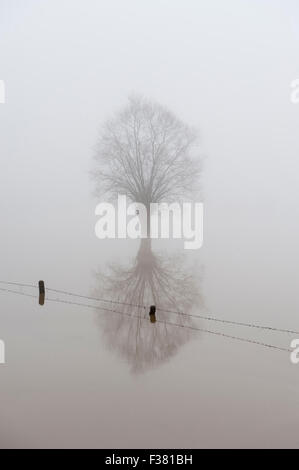 Einsame Pollard Weidenbaum auf Wiese mit Spiegelung im Wasser nach Überschwemmungen des Flusses Dender. Stockfoto