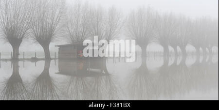 Roter Traktor in überschwemmten Wiesen mit Weiden am Fluss Dender in Geraardsbergen. Stockfoto