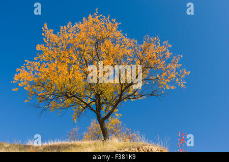 Schöne weitverzweigt Aprikosenbaum auf einem Hügel gegen blauen wolkenlosen Himmel zu herbstlichen Jahreszeit Stockfoto