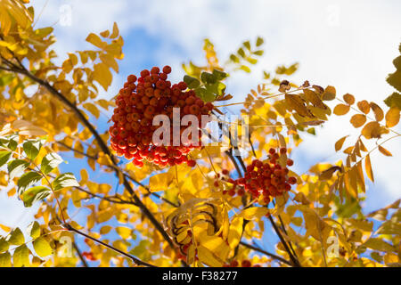 Das Foto zeigt die Blätter und Beeren der Eberesche Stockfoto