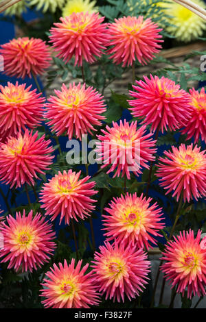 Dahlia 'Ryocroft pixie' Blumen auf einer Show. VEREINIGTES KÖNIGREICH. Kleinblütige Semi-Kaktus-Dahlie Stockfoto