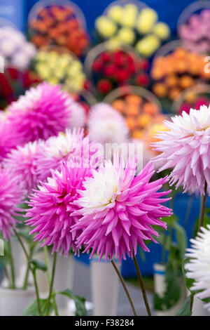 Dahlia 'Vals Candy' Blumen auf der Ausstellung bei einer Show. VEREINIGTES KÖNIGREICH. Mittlerer Halbkaktus Stockfoto