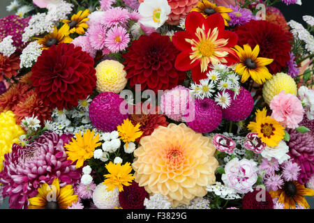 Dahlia Flora Display auf einer Show. VEREINIGTES KÖNIGREICH Stockfoto