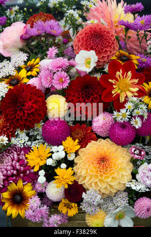 Dahlia Flora Display auf einer Herbst-Show. VEREINIGTES KÖNIGREICH Stockfoto