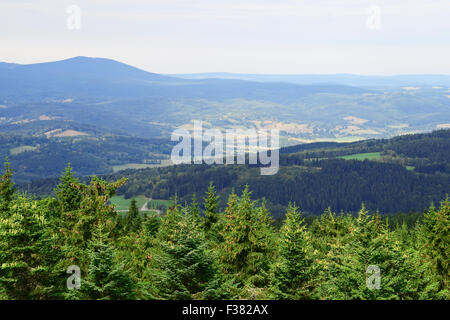 Suche im Sumava Nationalpark, Tschechische Republik Stockfoto