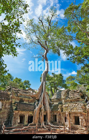 Riesiger Baum wächst an den Ruinen von Ta Prohm Tempel. Angkor Archäologischer Park, Provinz Siem Reap, Kambodscha. Stockfoto