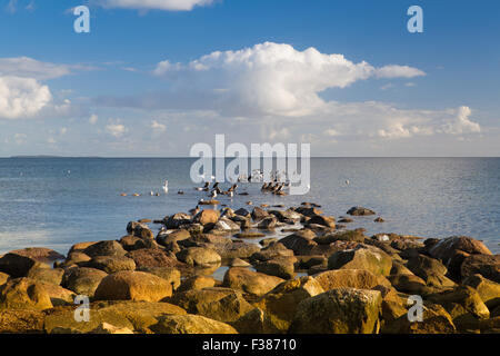 Schwäne, Kormorane und Möwen an der Küste der Ostsee, Insel Rügen, Deutschland Stockfoto