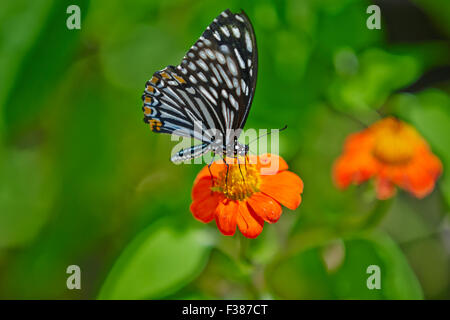 Der gemeine MIME-Schmetterling (Papilio clytia), Form Dissimilis, ruht auf einer Blume. Banteay Srei Butterfly Centre, Provinz Siem Reap, Kambodscha. Stockfoto