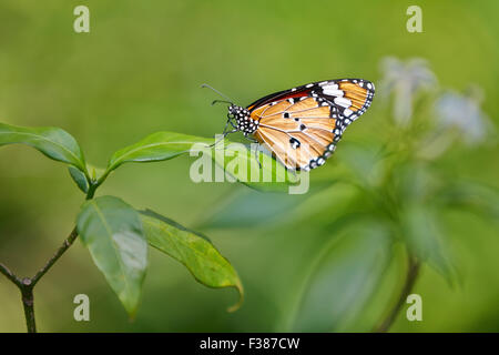 Einfacher TigerSchmetterling (Danaus chrysippus) liegt auf einem Blatt. Banteay Srei Butterfly Centre, Provinz Siem Reap, Kambodscha. Stockfoto