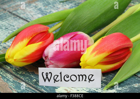 WelcomeCard mit bunten Tulpen auf rustikale Oberfläche Stockfoto