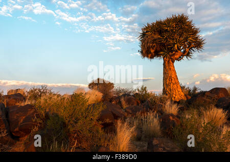 Köcherbaum im Köcherbaumwald außerhalb Keetmanshoop, Namibia Stockfoto