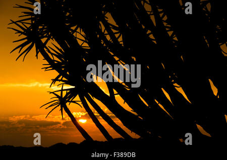 Sonnenuntergang mit einer Silhouette Köcherbaum auf den Köcherbaumwald außerhalb Keetmanshoop, Namibia Stockfoto