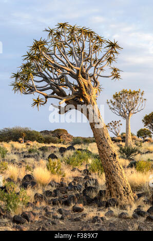 Köcherbäume in den Köcherbaumwald außerhalb Keetmanshoop, Namibia Stockfoto