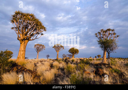 Köcherbäume in den Köcherbaumwald außerhalb Keetmanshoop, Namibia Stockfoto