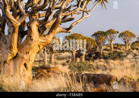 Köcherbäume in den Köcherbaumwald außerhalb Keetmanshoop, Namibia Stockfoto