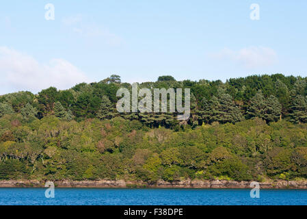 Woodland Tree Covered Riverbank Of The River Fal Cornwall UK Stockfoto