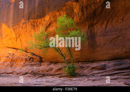 Einsamer Baum wächst durch Rock Bett. Stockfoto