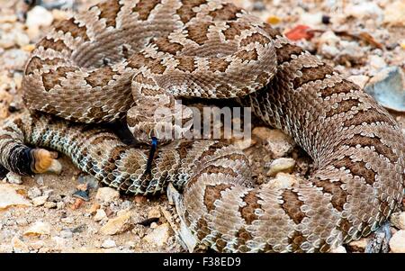 Eine Klapperschlange aufgewickelt um in der Basin und Range National Monument in Nevada zu schlagen. Stockfoto