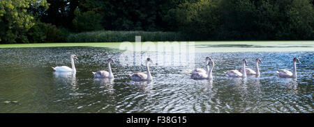 Höckerschwan mit cygnets Stockfoto