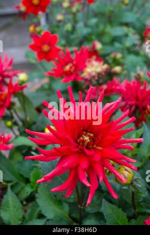 Dahlien, 'Red Pygmy' Stockfoto