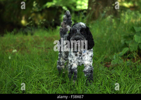 Cute Black & White Cockapoo im Park mit Grasbewachsenen Hintergrund Stockfoto