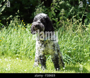 Cute Black & White Cockapoo im Park mit Grasbewachsenen Hintergrund Stockfoto