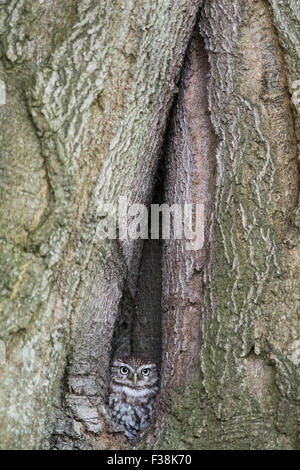 Steinkauz (Athene Noctua) Blick aus dem Loch im Baum, Vereinigtes Königreich Stockfoto