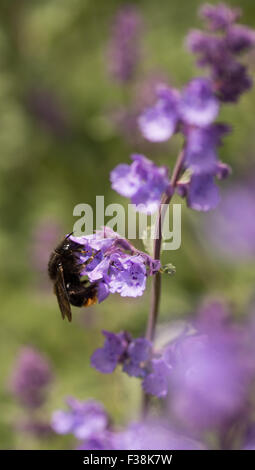 Hummel auf lila Blüten, Vereinigtes Königreich Stockfoto