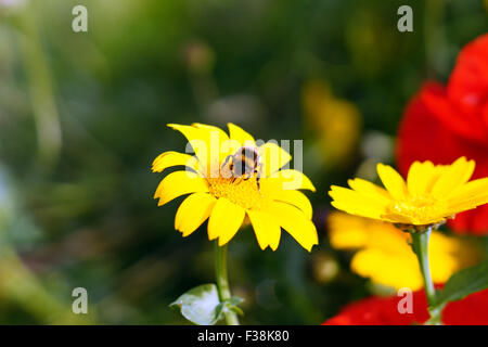 Hummel auf schönen gelben wilde Blume mit roten Blume im Hintergrund, Grün & Flower Background, gelbe Daisy, gelbe Blume, euryops Pectinatus Stockfoto