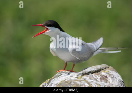 Küstenseeschwalbe (Sterna Paradisaea) thront auf Felsen, die Farne Islands, Vereinigtes Königreich Stockfoto