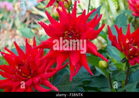 Kaktus-Dahlie-Dahlia 'Red Pygmy' Stockfoto