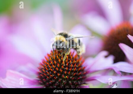 Bumble Bee Spp Fütterung auf Echinacea - Sonnenhut Stockfoto