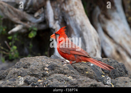 Nördlichen Kardinal (Cardinalis Cardinalis) männlichen thront auf einem Felsen am Makena Landing Park, Maui, Hawaii im Juli Stockfoto