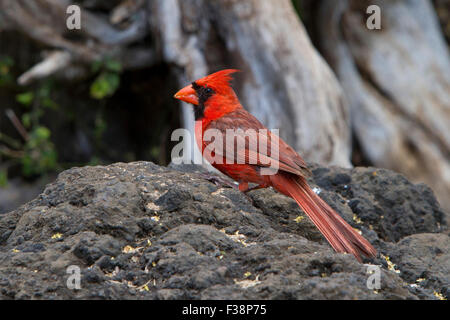 Nördlichen Kardinal (Cardinalis Cardinalis) männlichen thront auf einem Felsen am Makena Landing Park, Maui, Hawaii im Juli Stockfoto