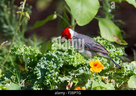 Rot-crested Kardinal (Paroaria Coronata) männlich Fütterung auf eine Anlage in Paia, Maui, Hawaii im August Stockfoto