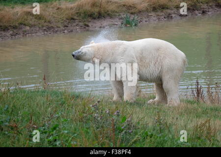 Ein Eisbär namens Victor schüttelt sich nach einem Bad im Yorkshire Wildlife Park in der Nähe von Doncaster, Großbritannien Stockfoto