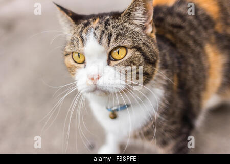 Smart-Look gelbäugige Katze liegend Stockfoto