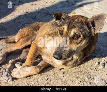 Ein alter Hund mit Augen liegen auf einem Teppich Stockfoto