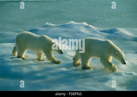 Eisbär (Ursus maritimus), Mutter und Junge, die am Ufer der Hudson Bay spazieren gehen. Manitoba, Kanada Stockfoto