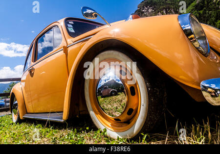 Orange Käfer an einem sonnigen Tag Stockfoto