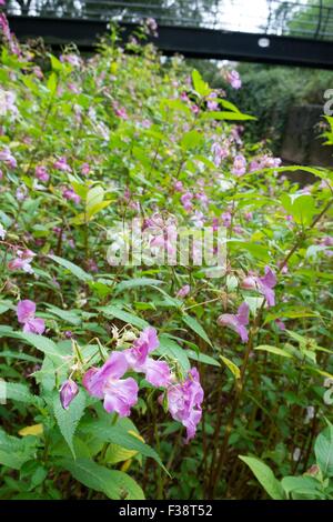 Drüsige Springkraut - Impatiens Glandulifera. Stockfoto