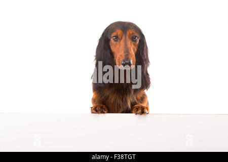 Lustige Teckel Dackel Welpen über eine weiße Fahne, isoliert Stockfoto