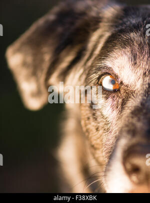 Tiere im Auge ist halb weiß und braun für einen intensiven Blick Stockfoto