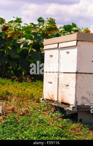 Imkerei, hive alten durch die Bienen-Nahaufnahme Stockfoto