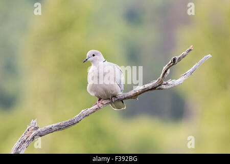 Eurasian Collared Dove (Streptopelia Decaocto), thront auf einem Zweig, Schottland, Vereinigtes Königreich Stockfoto
