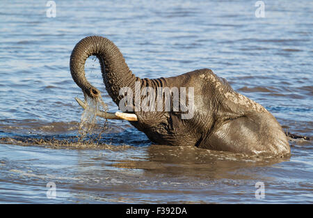 Afrikanischer Elefant (Loxodonta Africana) weiblich, die Spaß am Wasserloch, Etosha Nationalpark, Namibia Stockfoto