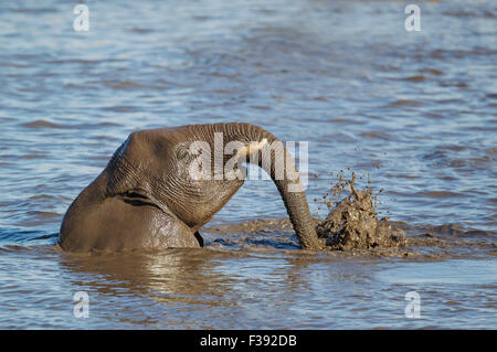 Afrikanischer Elefant (Loxodonta Africana) weiblich, die Spaß am Wasserloch, Etosha Nationalpark, Namibia Stockfoto